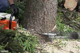 Professional Tree Services in Ripley, MS