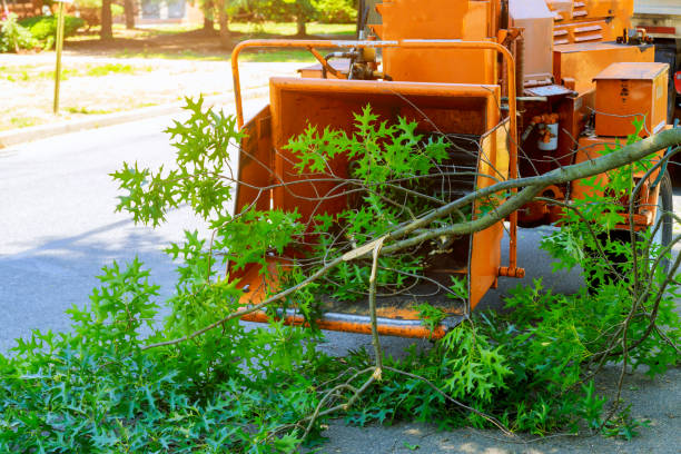 Best Palm Tree Trimming  in Ripley, MS