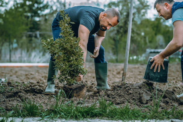  Ripley, MS Tree Services Pros