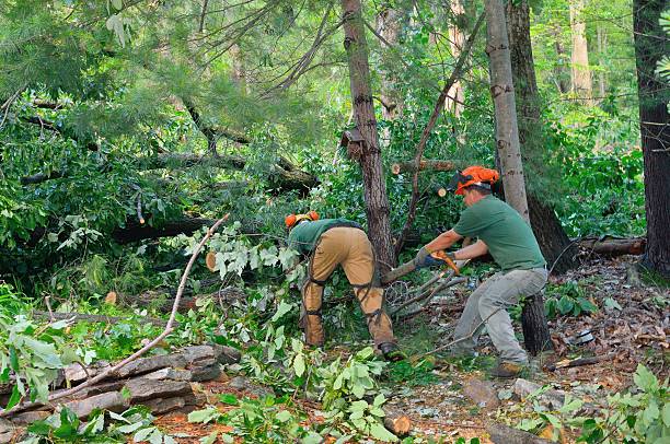Best Tree Health Inspection  in Ripley, MS