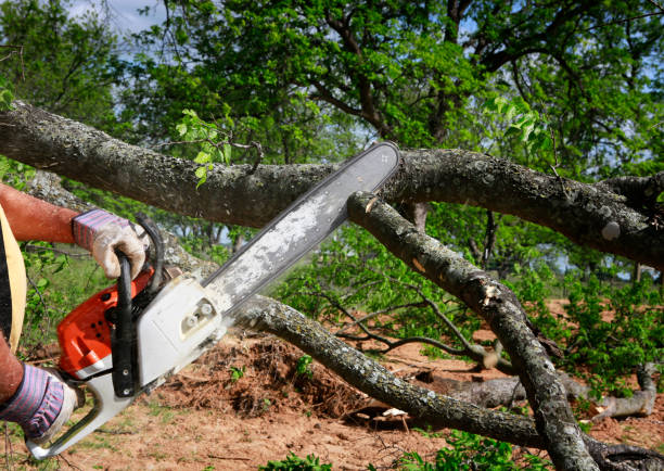 Best Lawn Mowing  in Ripley, MS